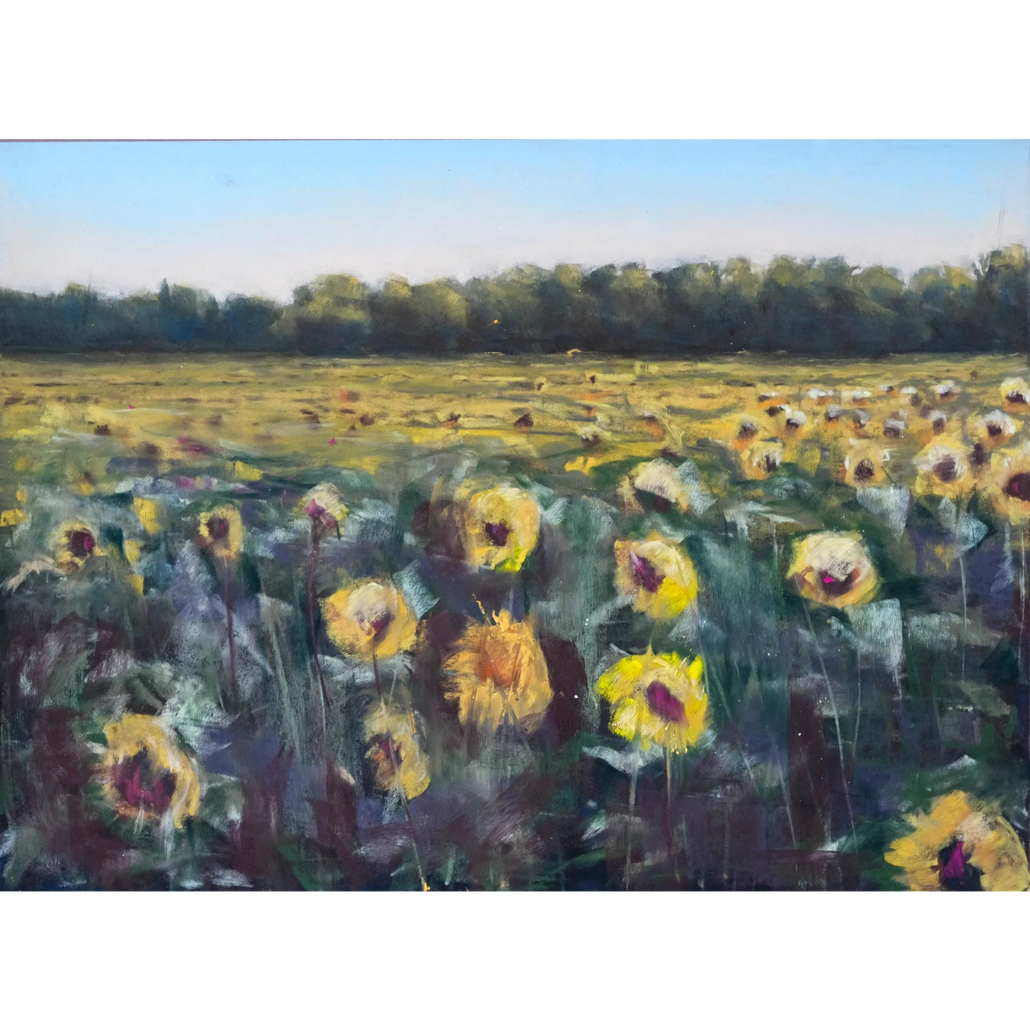 Sommarens sista solrosor