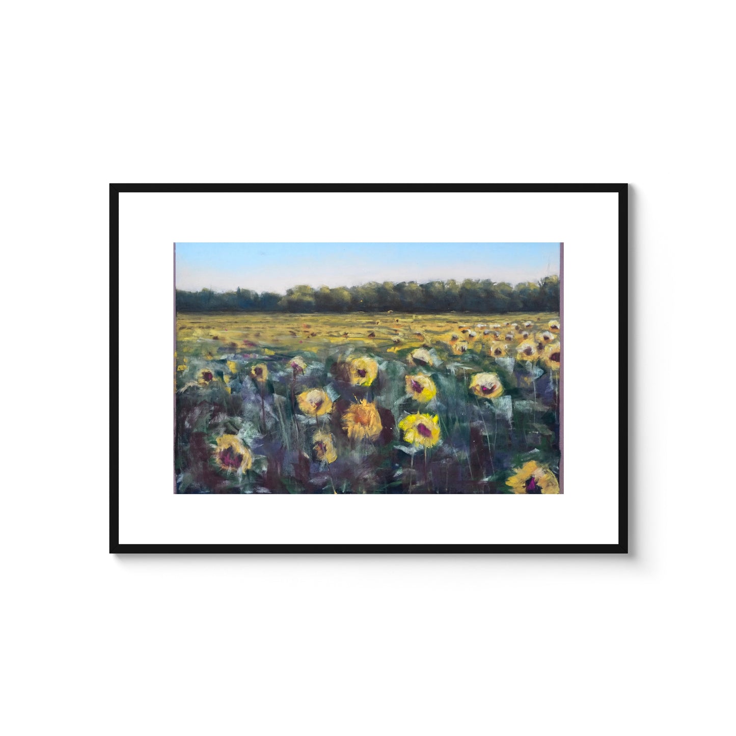 Sommarens sista solrosor