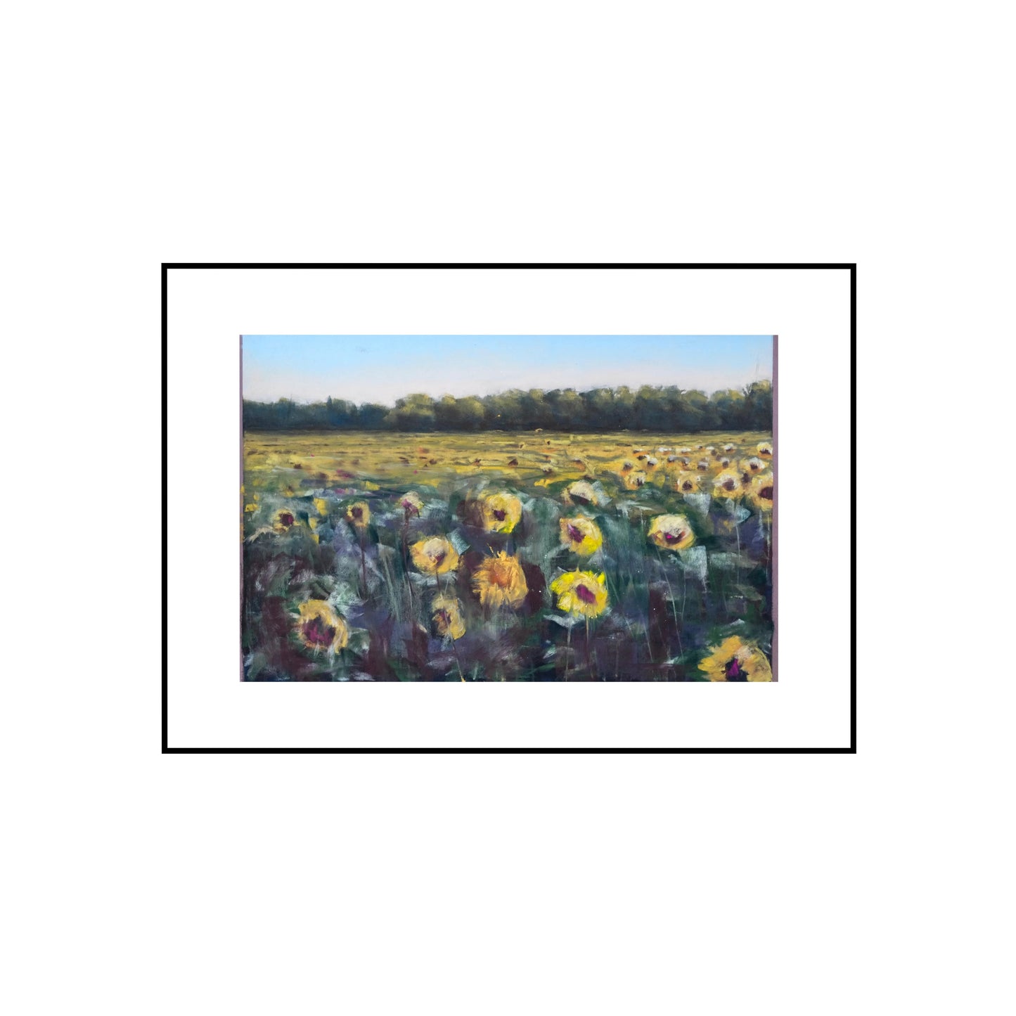 Sommarens sista solrosor